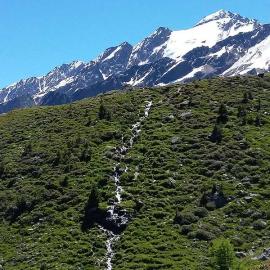 Alpenrose